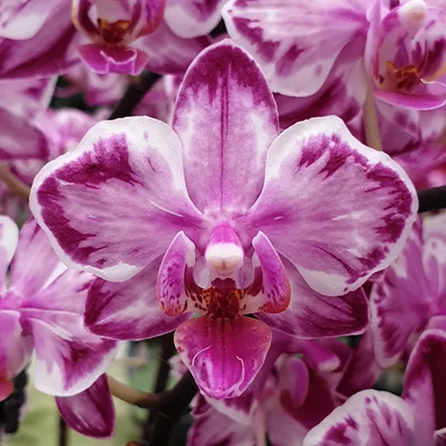 Phalaenopsis Younghome Kaleido