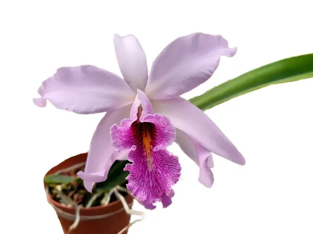 Laeliocattleya Uzhupud Night (Laeliocattleya)