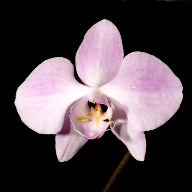 Phalaenopsis sanderiana (Phalaenopsis)