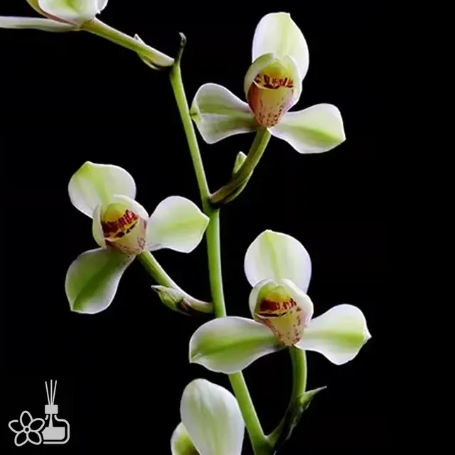 Cymbidium ensifolium 'Zhonghua Shuixian' (Cymbidium)