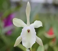 Brassavola glauca ( Rhyncholaelia glauca )