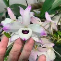 Dendrobium nobile