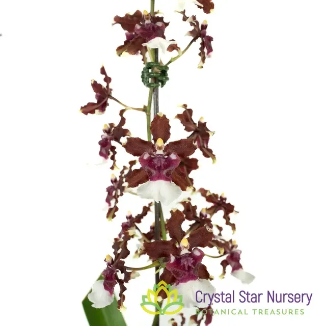 Oncidium Aka Baby AM/AOS 'Raspberry Chocolate' (Oncidium)