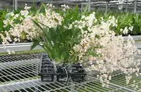 Flowering Size Plant - Oncidium Tsiku Marguerite