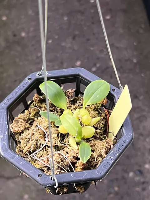 Bulbophyllum austroyunnaense (Bulbophyllum)