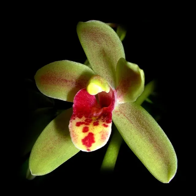 Cymbidium Scallywag 'The Crumpet'