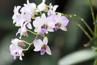 Dendrobium Orchids – Exotic Orchids – Shipped on Monday’s