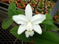 C. violacea f. alba x sib (C1924) (Cattleya - - violacea )