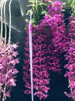 Den. anosmum ‘Purple Pride’