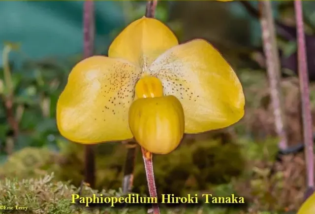 Paphiopedilum Hiroki Tanaka (armeniacum × wenshanense)