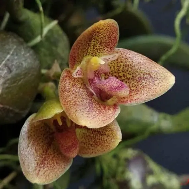 Bulbophyllum stocksii (Bulbophyllum)