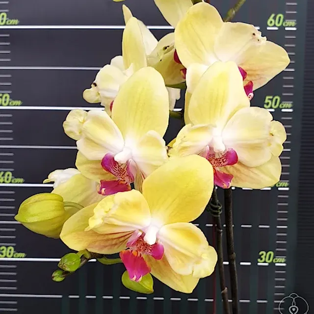 Phalaenopsis Fuller's Sunset ''647''