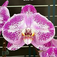 [Bare-root][Import AS-IS] #PA# Phal. Miki Magician '06' 魔法師 '06' [2.5" BS][Sept Preorder 26]