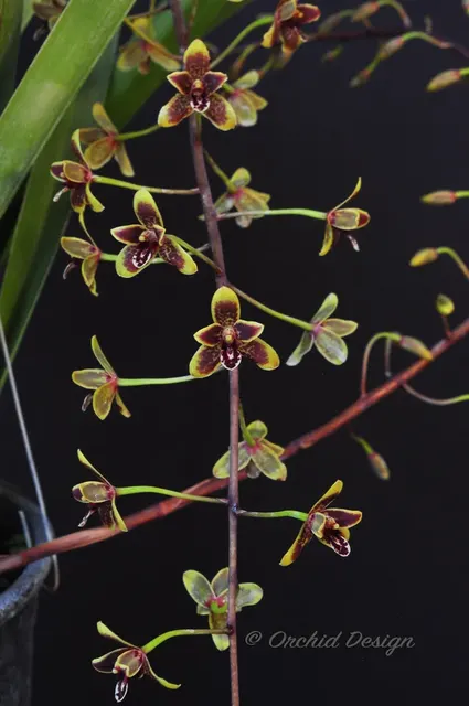 Cymbidium Helen Bannerman – Floriferous, Fragrant! 'Cinnabar' (Cymbidium)