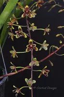 Cymbidium Helen Bannerman 'Cinnabar' – Floriferous, Fragrant!
