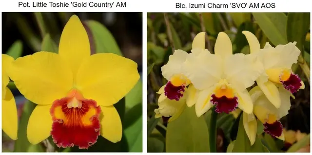 Potinara Toshie’s Charm