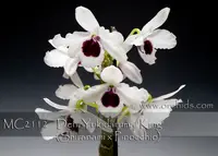 Den. Yukidaruma 'King' (Shiranami x Pinocchio)