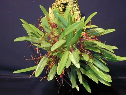 Masdevallia herradurae (Masdevallia)