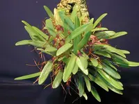 Masdevallia-herradurae — Other Plants