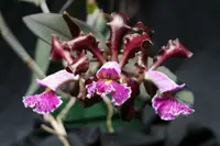 C. schilleriana (`H&R' x sib) Cattleya Species Orchid 2.25" Pot