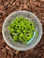 FLASK Schomburgkia thomsoniana