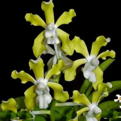 Vanda tessellata var alba sp (Vanda)