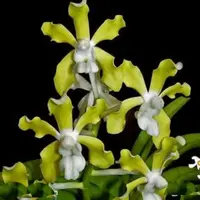 Vanda tessellata var alba sp.