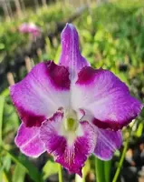 Individual Orchid - Dendrobium - King Dragon
