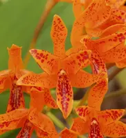 Cattleya aurantiaca Orchid – Orange Cattleya Orchid Plant - Comes in 2" Pot