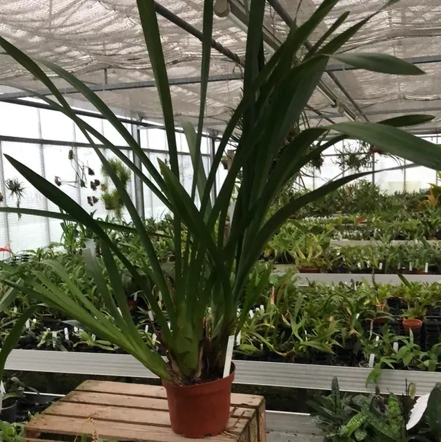 Cymbidium madidum
