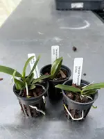 Thrixpermum centipeda