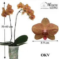 Phalaenopsis OKV in soft plastic pot