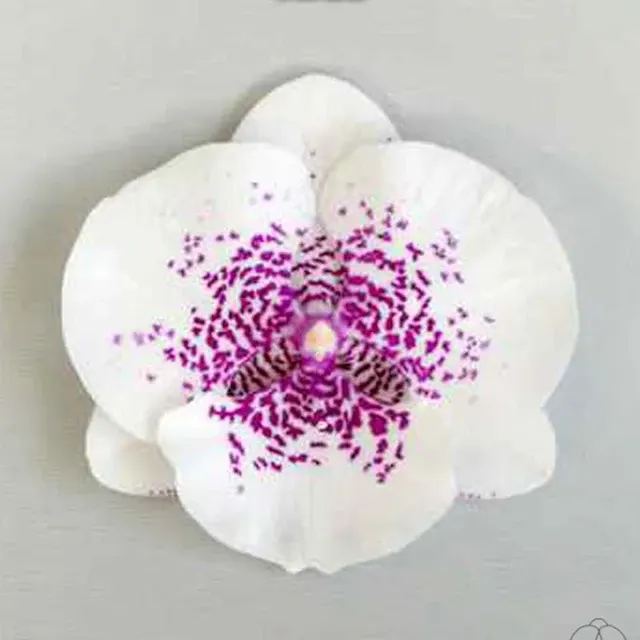 Phalaenopsis Violet Lucky