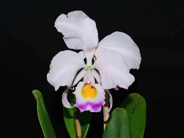 Cattleya trianae 'O-054' (Cattleya)