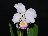 Cattleya trianae O-054