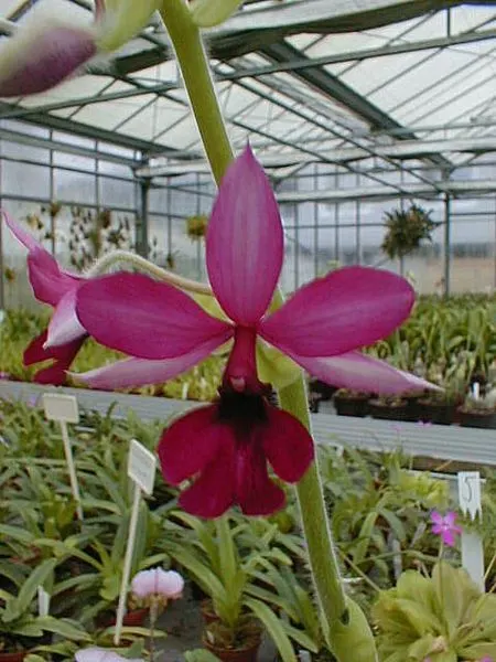 Calanthe GROUVILLE