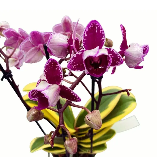 Phalaenopsis Chia E Yenlin - Flori Pelorice (Phalaenopsis)