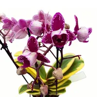 Phalaenopsis Chia E Yenlin (frunze variegate) - flori pelorice — cu flori pelorice - 2 tije (ghiveci 12 cm)