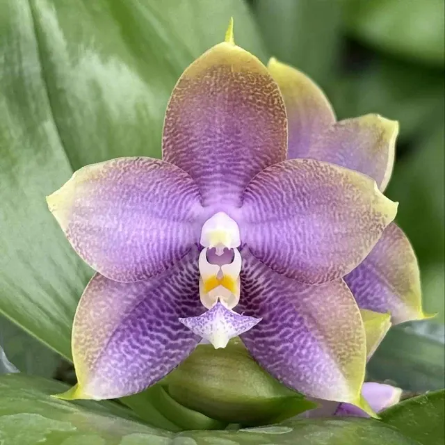 Phalaenopsis Mituo Hsien 迷魂陣 Spiking 'Maze'