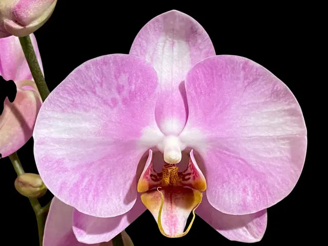 Phalaenopsis Funky Love
