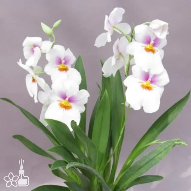 Miltoniopsis White Summer 'Angel Heart'