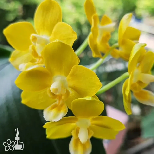 Phalaenopsis Lioulin L Stars