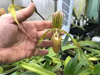 Paphiopedilum Houghtoniae (rothschildianum `Anja` x haynaldianum `Wien 2018`)