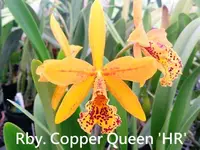 Rby. Copper Queen 'H&R' (Rlc. Toshie Aoki x Bc. Richard Mueller) (M447) (Hybrid) Rby.=Rhynchobrassoleya / Rlc.=Rhyncholaeliocattleya / Bc.=Brassocattleya