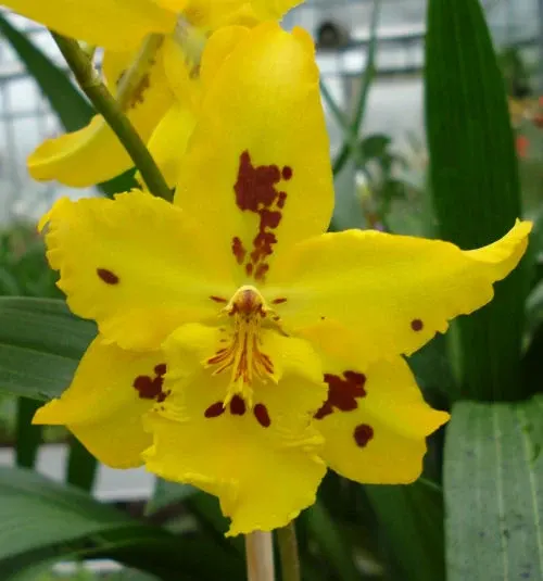 Odontocidium MAYFAIR 'Golden Gate'