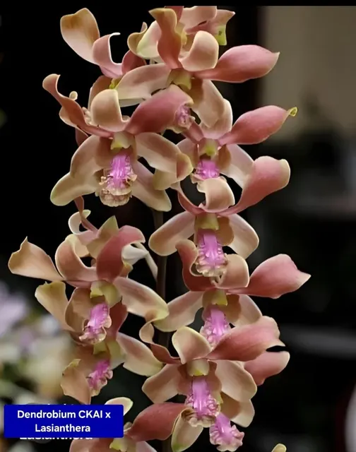 Dendrobium 2 Orchid (Dendrobium)