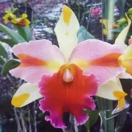 Rhyncholaeliocattleya Amazing Thailand (Rhyncholaeliocattleya)