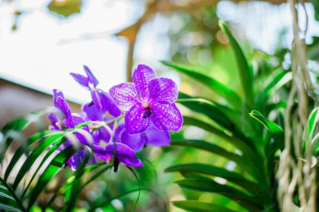 Noid Vanda (Vanda)