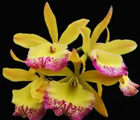 Brassocatanthe River Kwai Charming 'Petticoat'