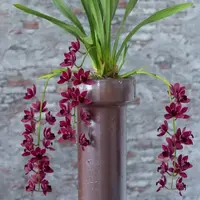 Cymbidium Aimee (Cali Night "Geyserland" x Kiwi Midnight "Geyserland")